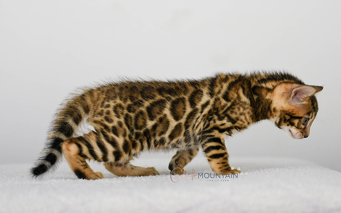 Bengal kitten for sale